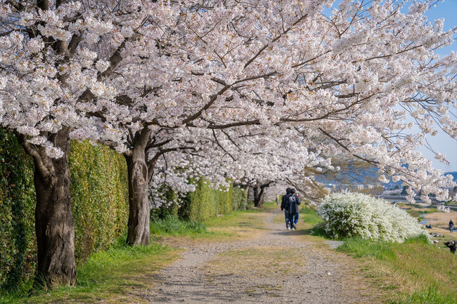 京都の桜「賀茂川」