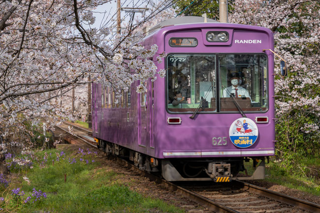 京都の桜「嵐電」桜の通り抜け