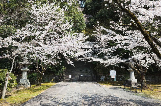 （京都桜の穴場）秀吉のお墓「豊国廟」の桜