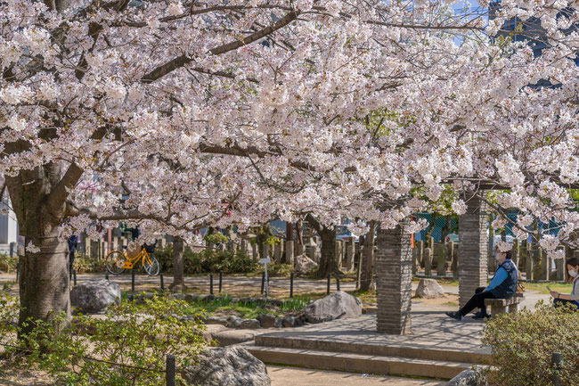 京都の桜「桜井公園」