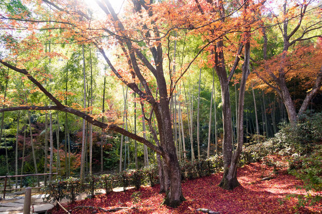 嵐山・常寂光寺の紅葉と竹林