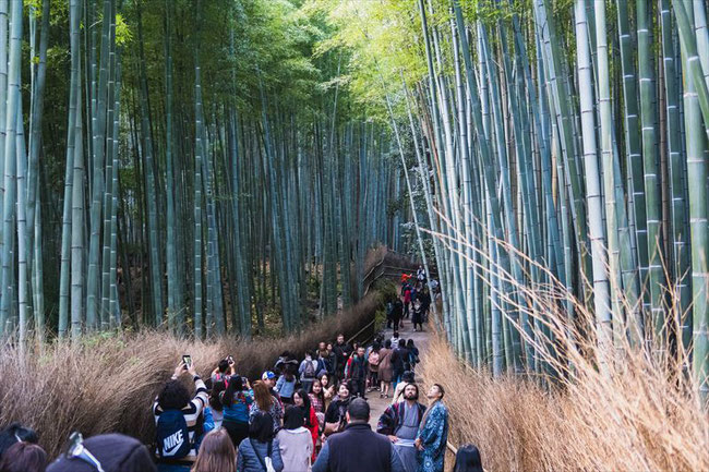 嵐山竹林の小径