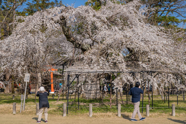 京都の桜「上賀茂神社」御所桜
