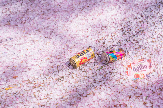 京都の桜「高瀬川」花筏