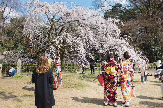 （京都桜の名所）京都御苑近衛邸の糸桜