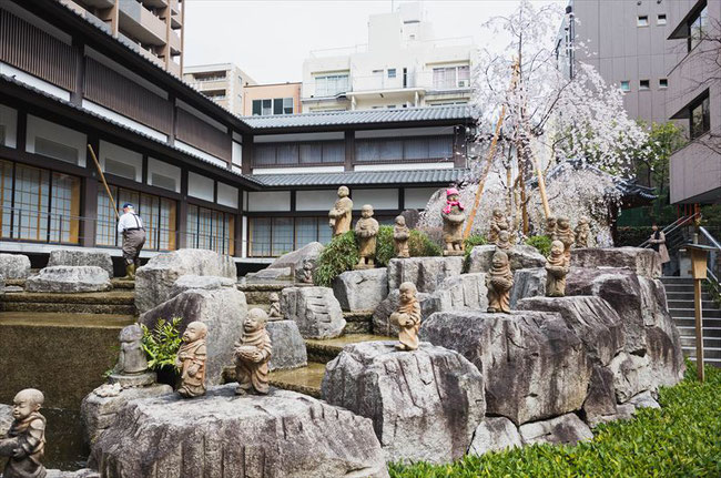 （京都桜の名所）六角堂の桜