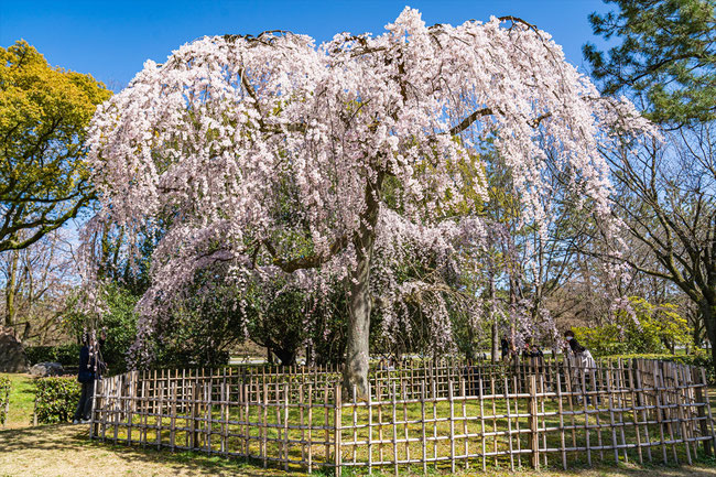京都の桜「京都御苑」出水の桜