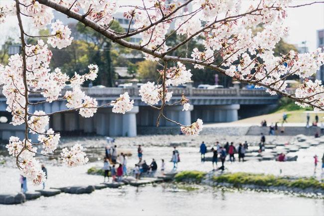 （京都桜の穴場）鴨川デルタ(出町柳)の桜