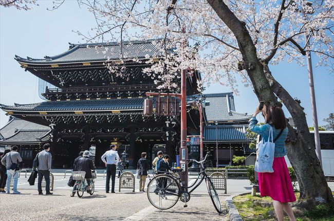 （京都桜の穴場）東本願寺の桜