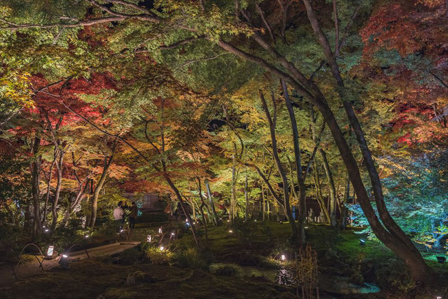 秋の嵐山宝厳院のライトアップ