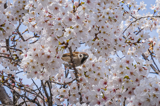 京都の桜「東寺」桜と雀