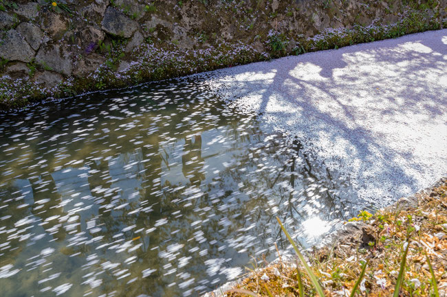 京都の桜「哲学の道」花筏