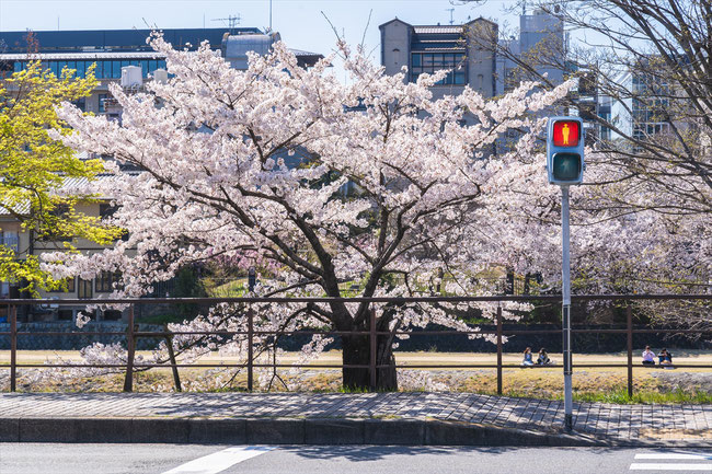 京都の桜「鴨川」ソメイヨシノ満開