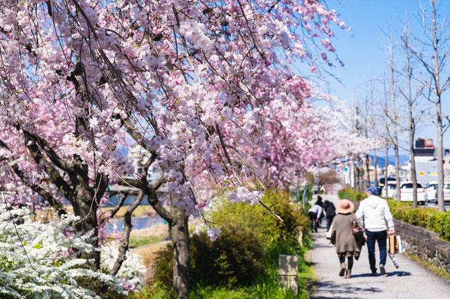 京都の桜「鴨川、川端通」