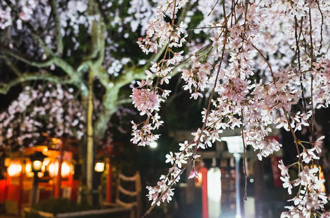 （京都桜の穴場）水火天満宮の桜ライトアップ