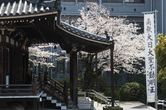 （京都桜の穴場）智積院の桜