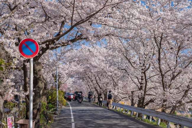 京都の桜「賀茂川」