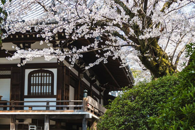 （京都桜の穴場）智積院の桜