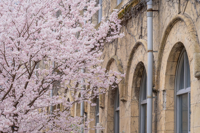 京都の桜「旧成徳中学校」春めき桜