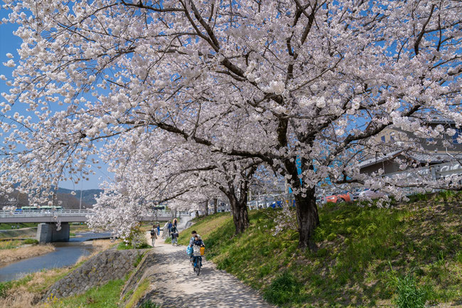 京都の桜「鴨川」