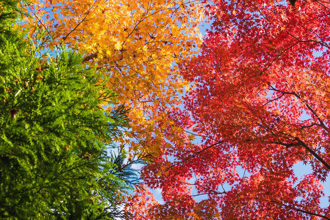 嵐山大河内山荘の紅葉