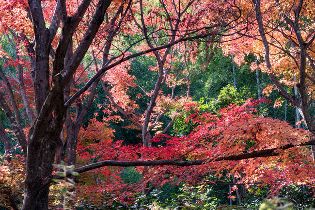 嵐山・常寂光寺の紅葉