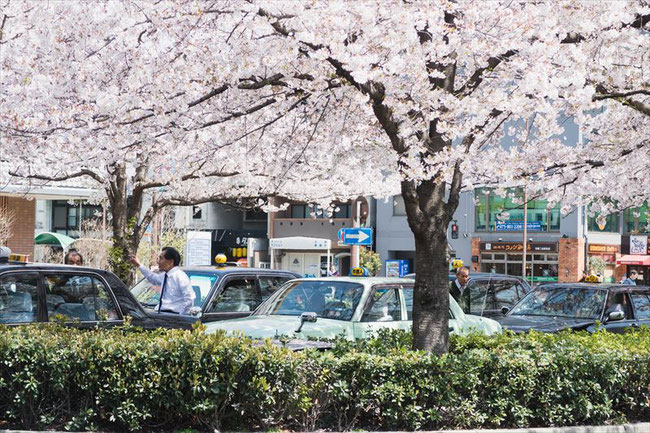 （京都桜の穴場）JR二条駅の桜