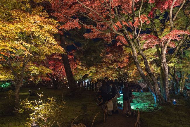 秋の嵐山宝厳院の紅葉ライトアップ