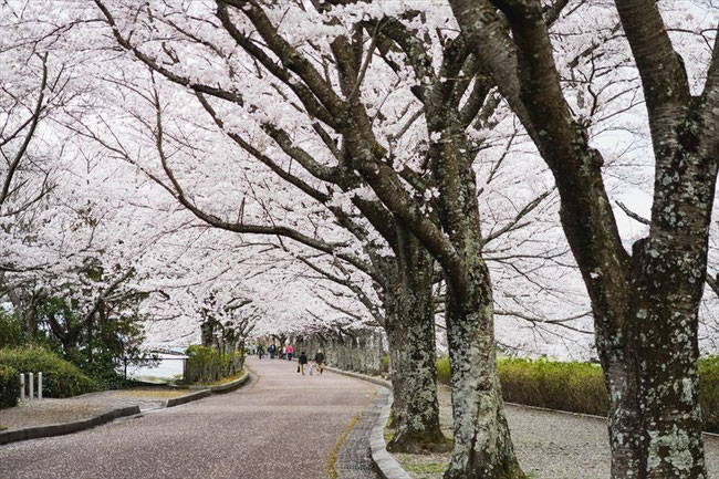 （京都桜の名所）亀岡市七谷川「和らぎの道」の桜並木