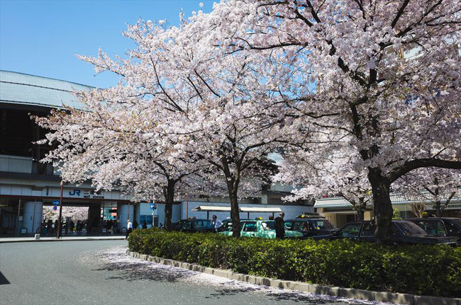 （京都桜の穴場）JR二条駅の桜