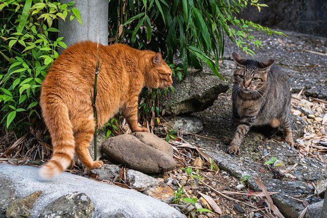 威嚇されてひるんでる猫