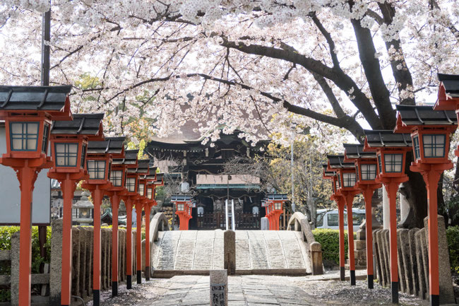 京都・六孫王神社の桜