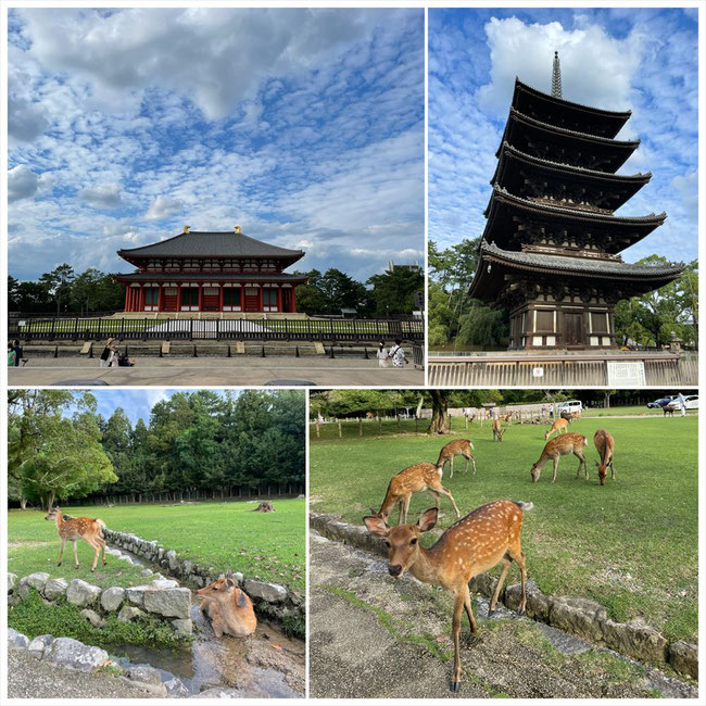 奈良 興福寺当たりの鹿さん