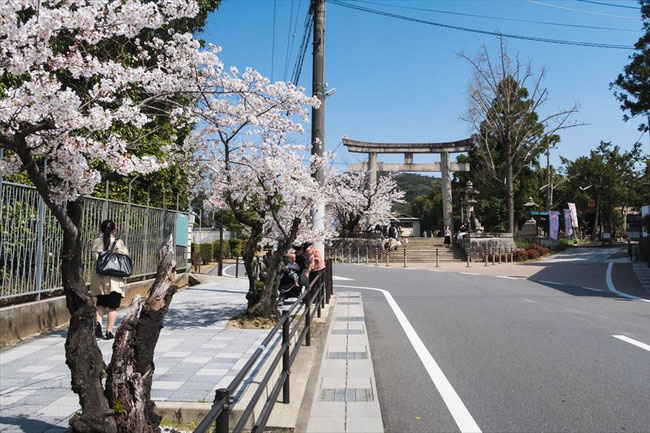 （京都桜の穴場）京都女子大の桜