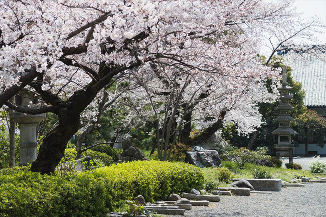 （京都桜の穴場）東本願寺の桜