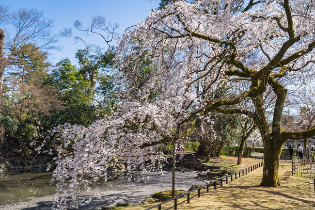 京都の桜「京都御苑」近衛邸跡の枝垂れ桜