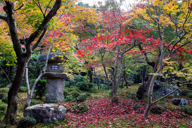 京都圓光寺紅葉2018