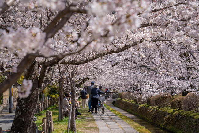 京都の桜「哲学の道」満開のソメイヨシノ