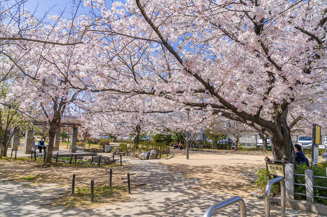 京都の桜「桜井公園」