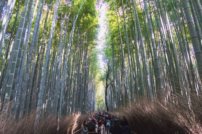 嵐山竹林の小径