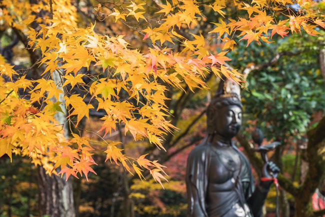 秋の今熊野観音寺のぼけ封じ観音と紅葉