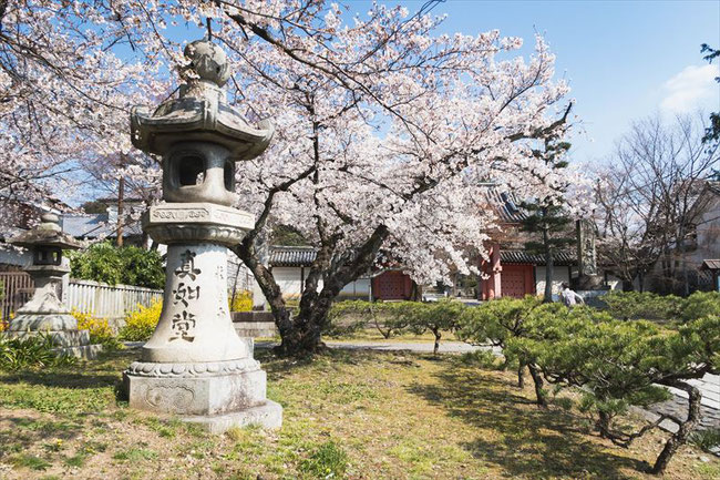 （京都桜の穴場）真如堂の桜