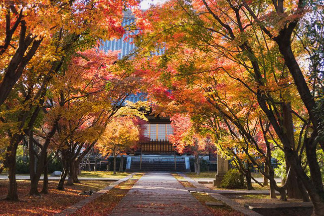 京都のお寺の紅葉