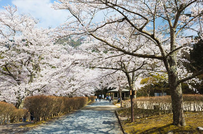 （京都桜の名所）亀岡市七谷川「和らぎの道」の桜並木