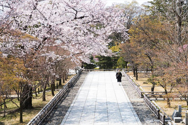 （京都桜の穴場）智積院の桜