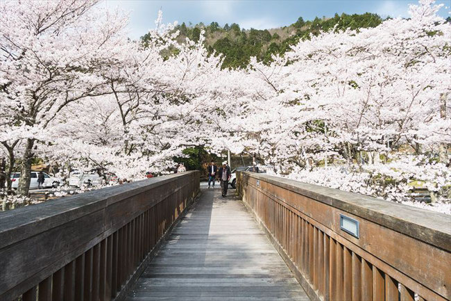 （京都桜の名所）亀岡市七谷川の橋