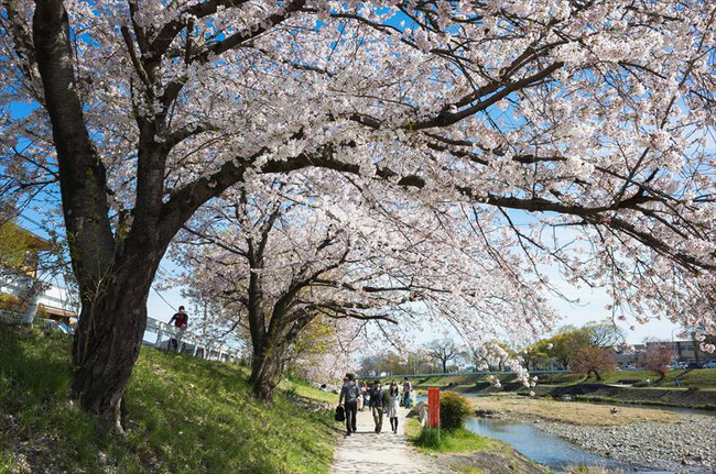 （京都桜の穴場）賀茂川の桜