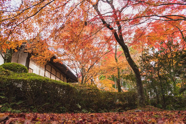 京都常照寺の紅葉