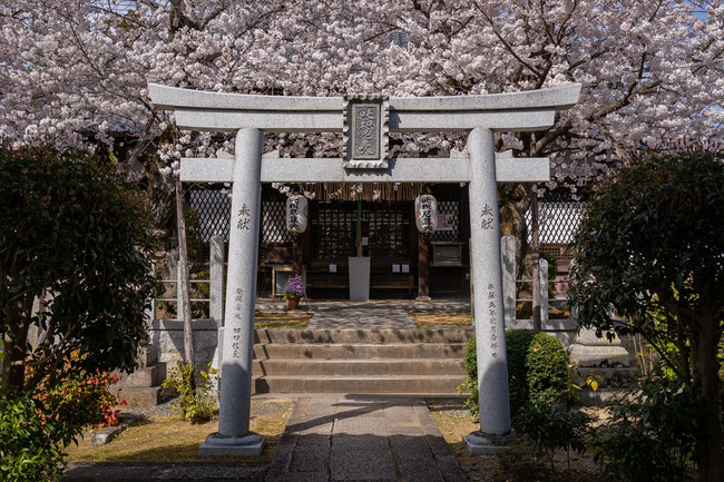 京都の桜「法伝寺(咤枳尼天)」満開