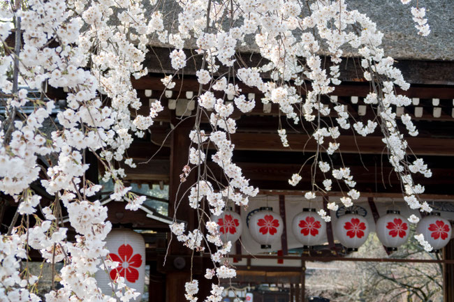 京都平野神社 魁桜